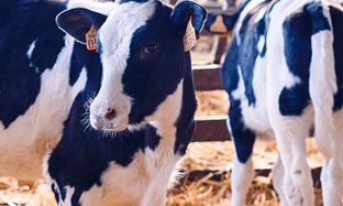 Enfermedades Inflamatorias